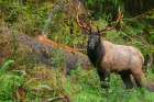 Roosevelt bull elk-Pacific Northwest rainforest Art Print
